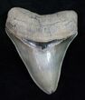 Superbly Serrated Megalodon Tooth #12003-1